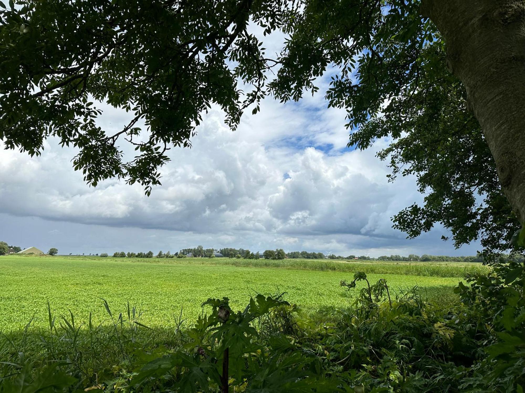 Pieterbuur
